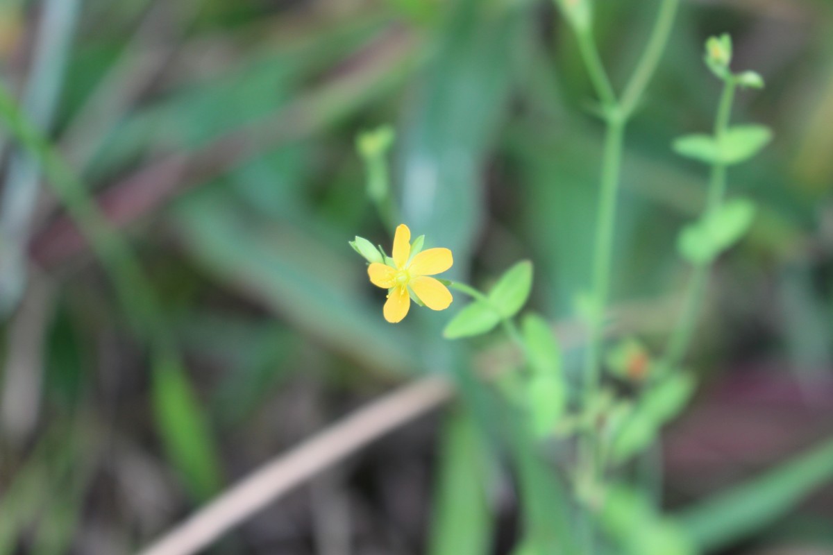 Hypericum japonicum Thunb.